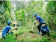 Việt Nam thu 51,5 triệu USD từ việc bán tín chỉ carbon rừng